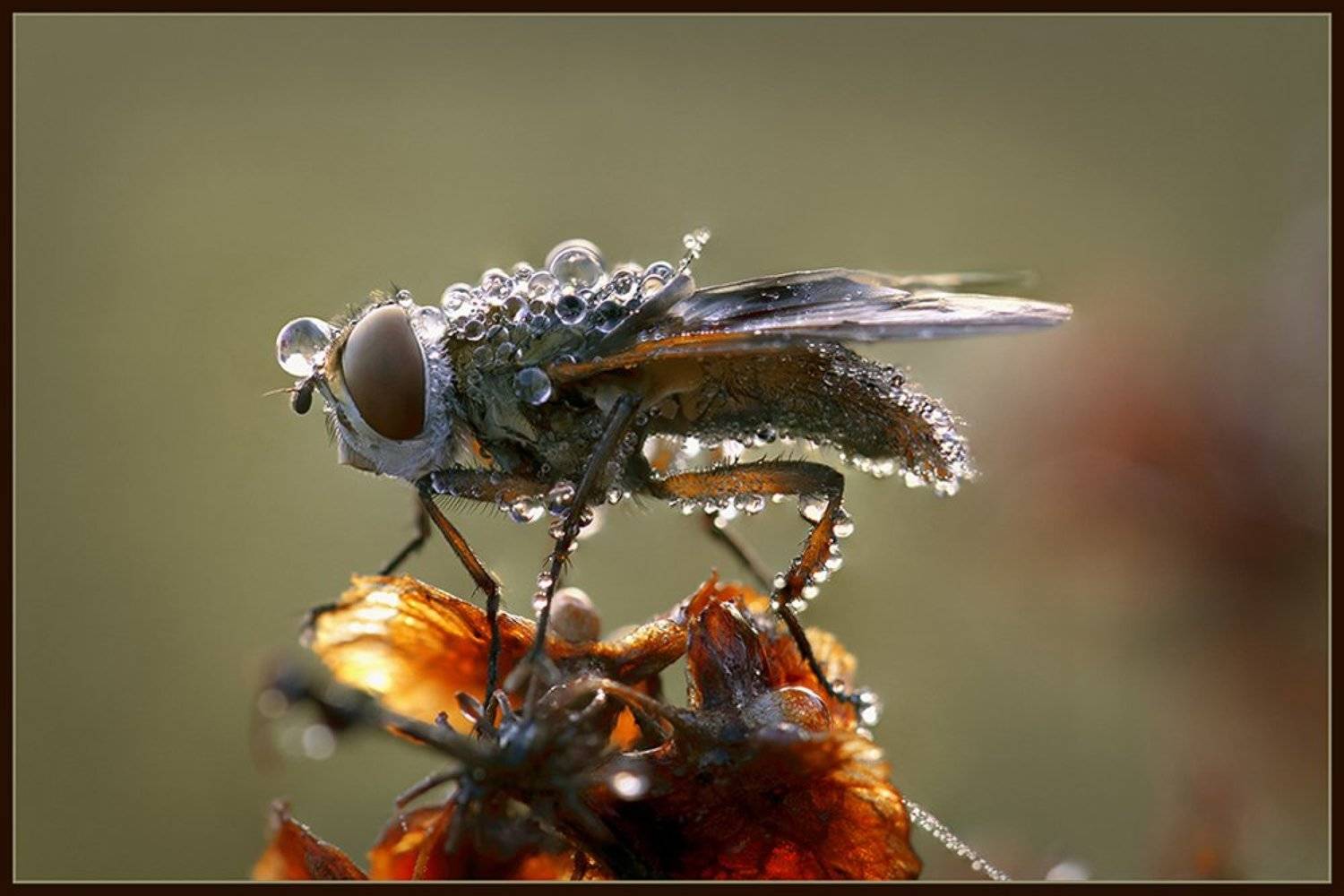 ежемуха, Виктор Кулицкий