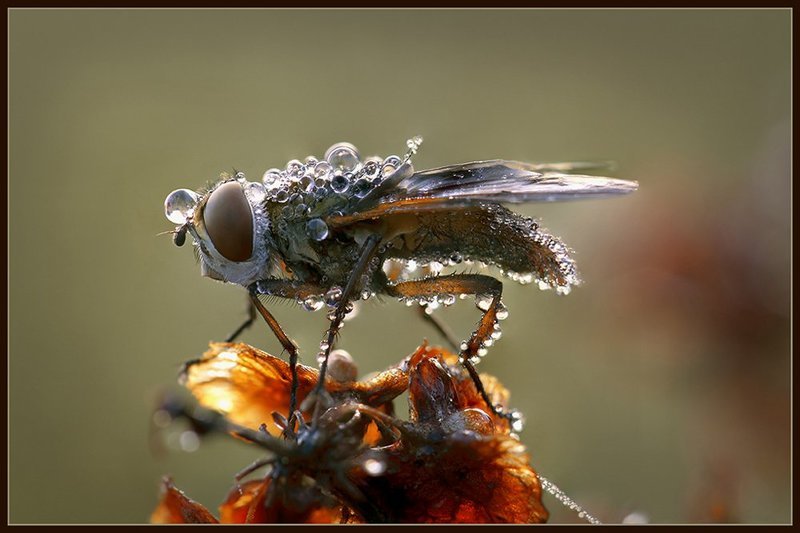 ежемуха Проснувшись в холодном поту. фото превью