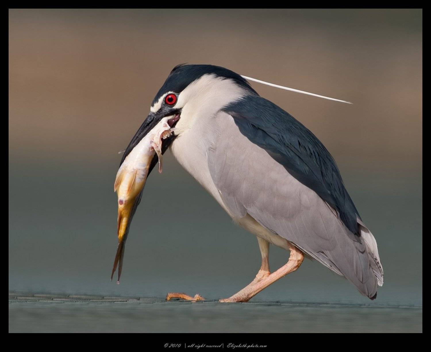 кваква, black, crowned, night, heron, израиль, Elizabeth Etkind
