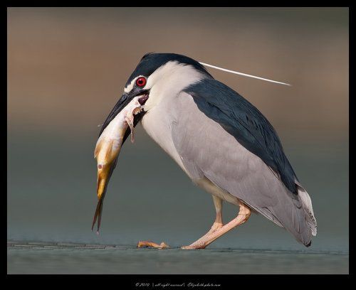 Кваква- Black-crowned Night Heron