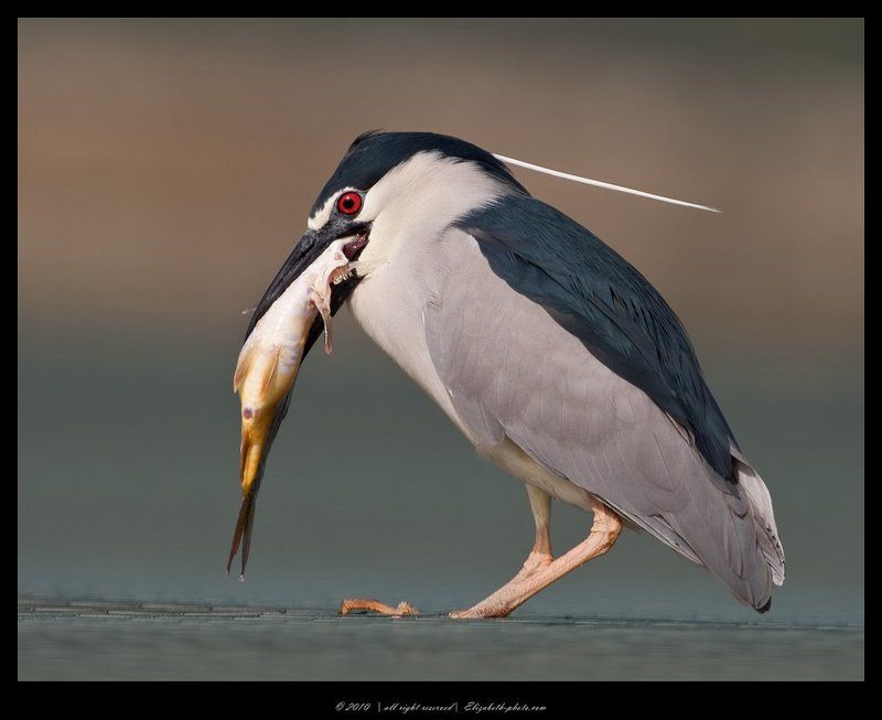 кваква, black, crowned, night, heron, израиль Кваква- Black-crowned Night Heron фото превью