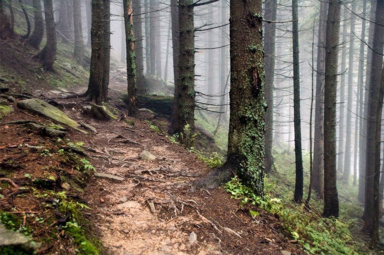 карпаты, осень, природа, пейзаж, утро, лес, Piligrim