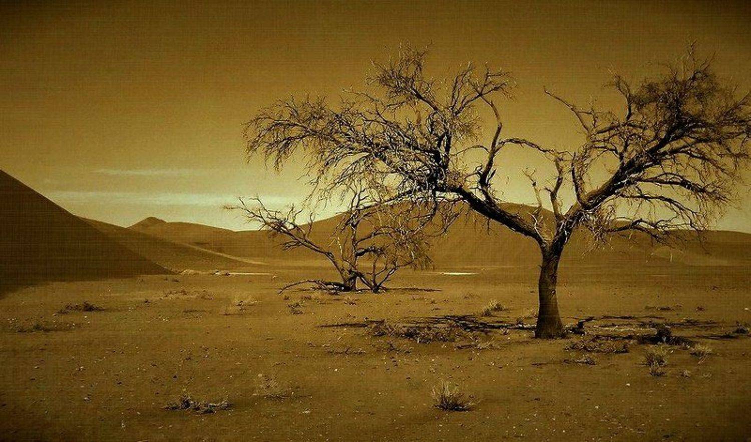 , Vasylevskyy Vitaliy