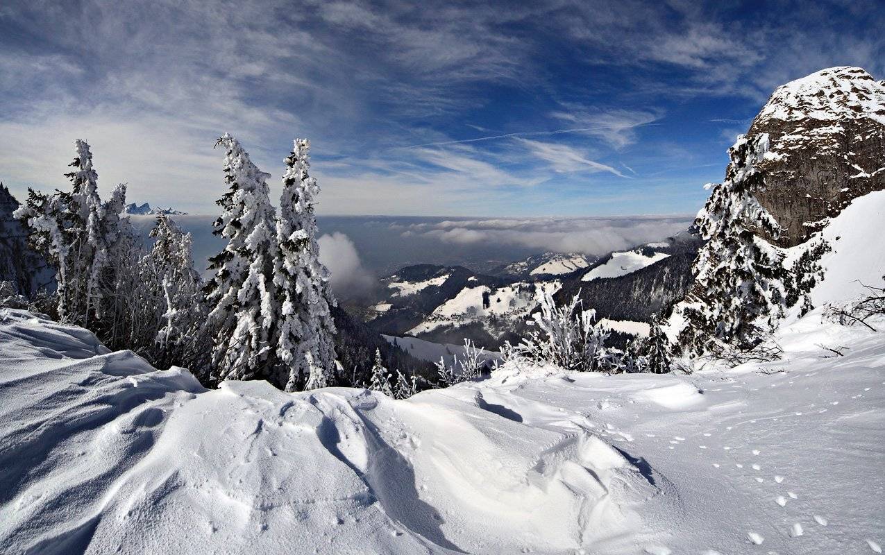 swiss, Матвеев Николай