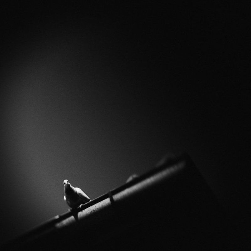 надежда фото превью