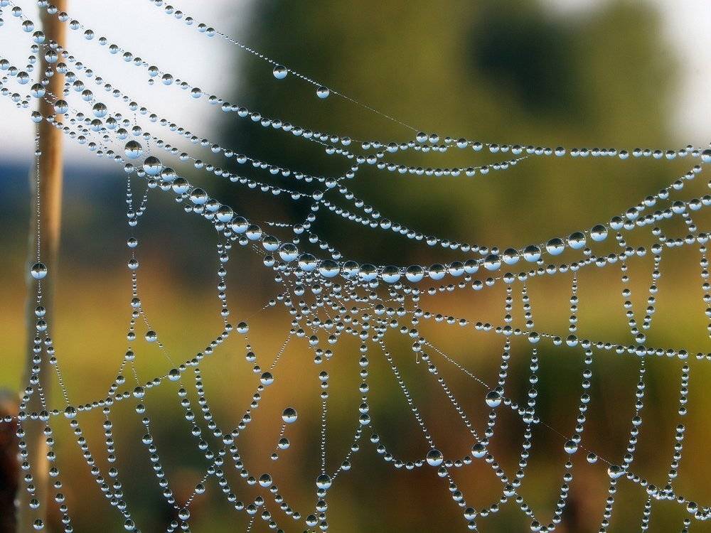 , Владимир Перепечаев