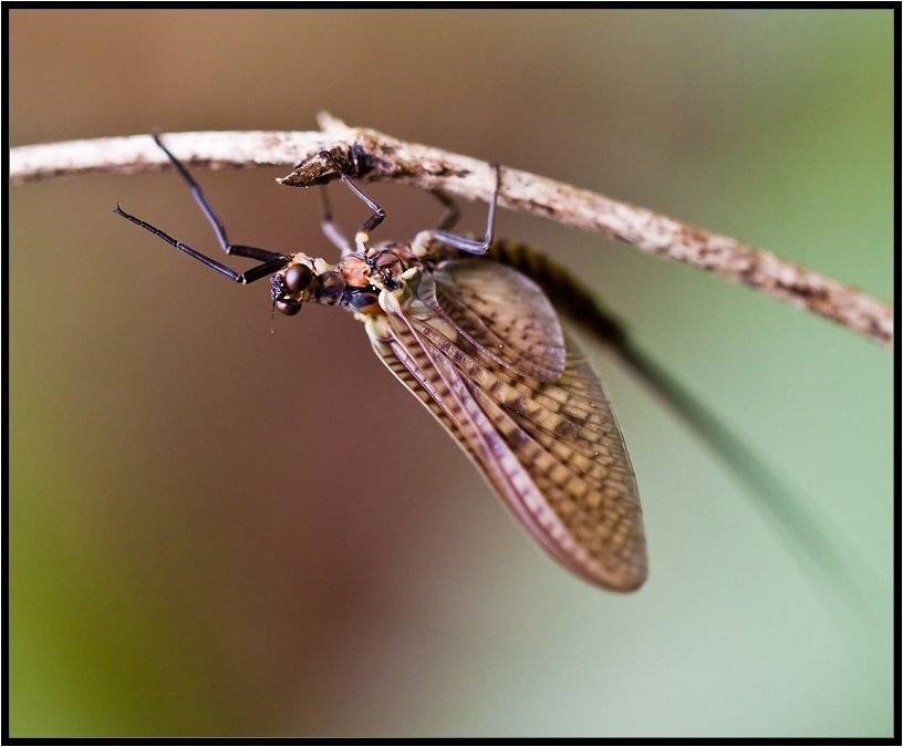 , Бурлов Андрей