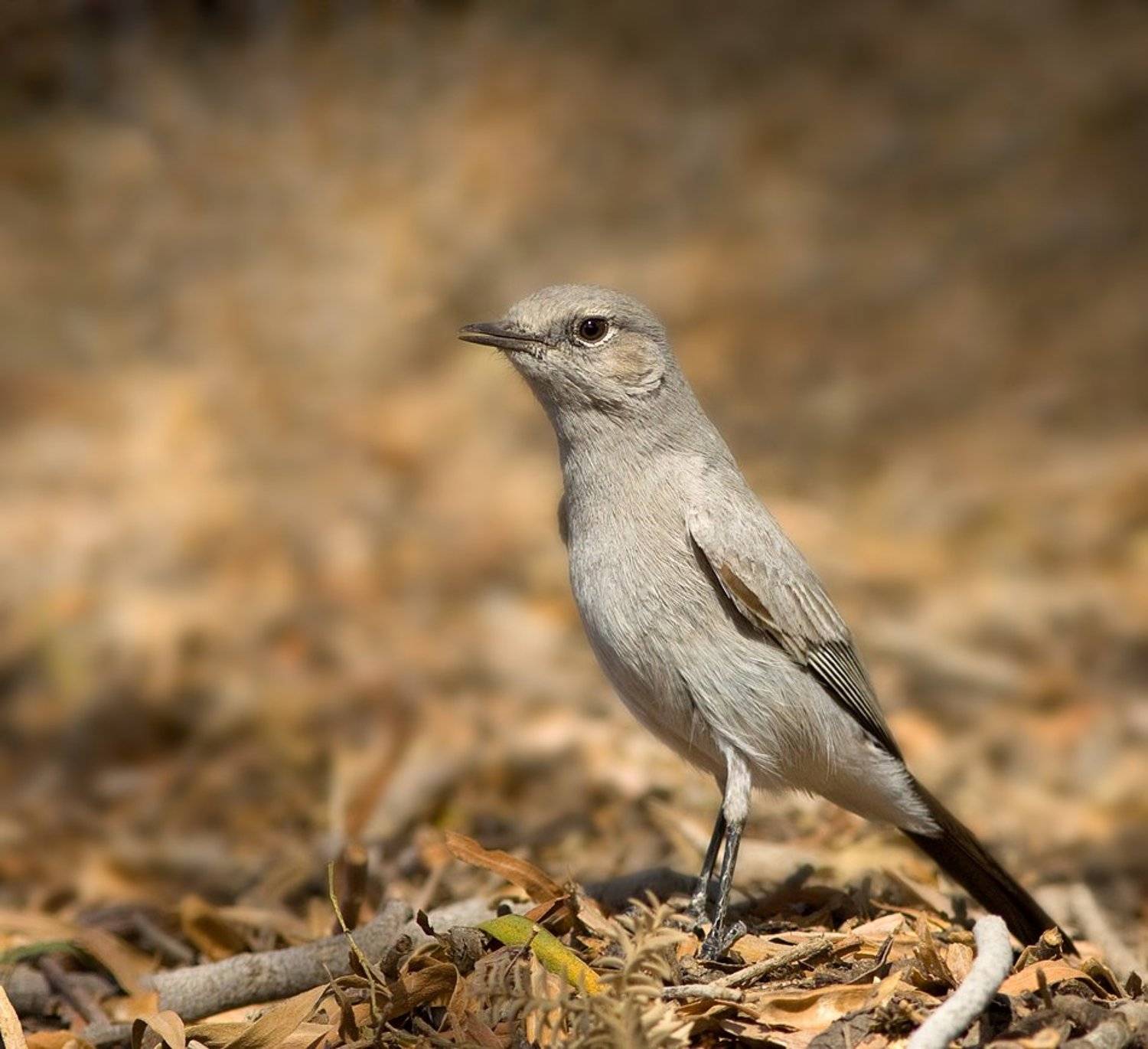 чернохвостка, или, скромный, чекан, Alena
