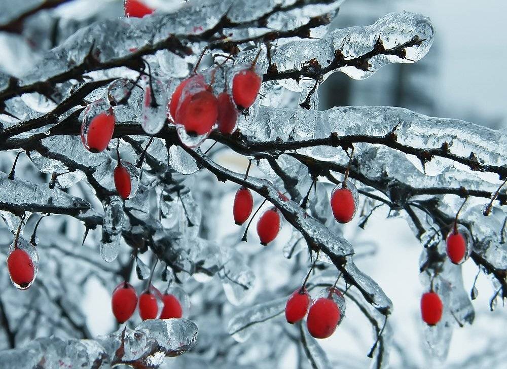 барбарис, лёд, Юлия