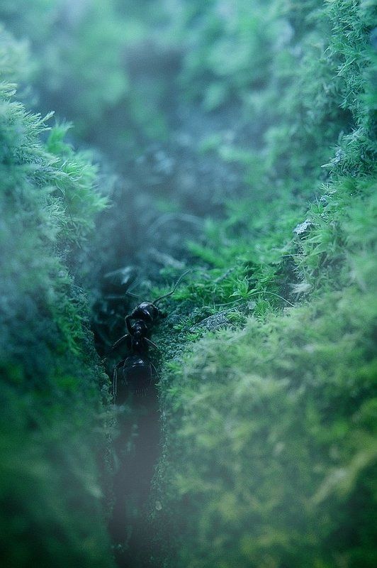 макро, микро, природа, жизнь, насекомые, муравей, муравьи, лето муравьиный триллер фото превью