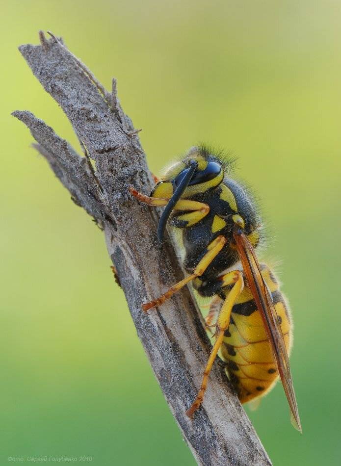 , Сергей Голубенко