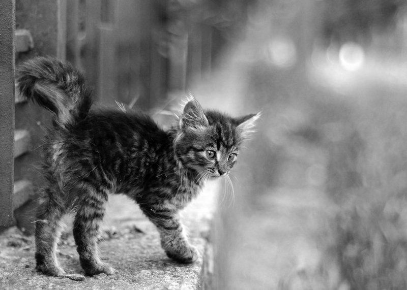 ... фото превью