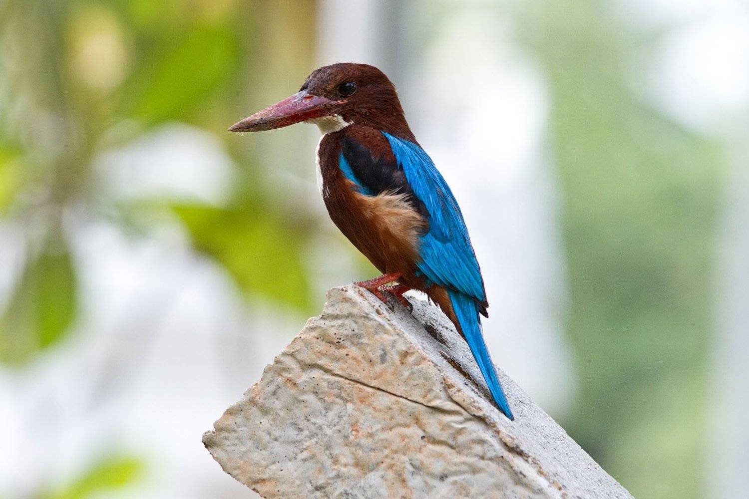 белогрудый, зимородок, Артем Верхогляд