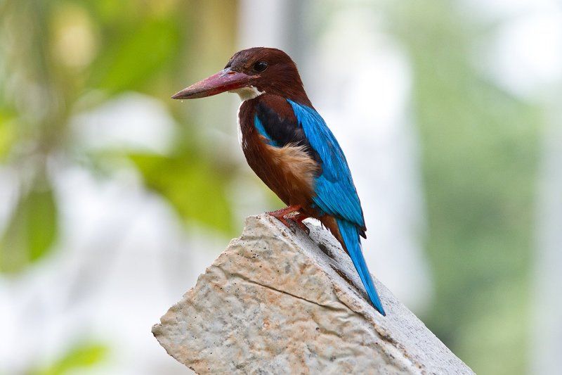 белогрудый, зимородок Kingfishers фото превью