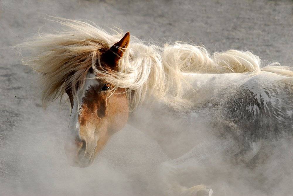 лошадь, Ксения