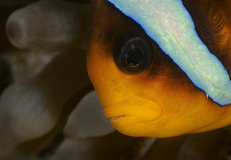 красное море, амфиприон, актиния Портрет с актинией на заднем плане фото превью