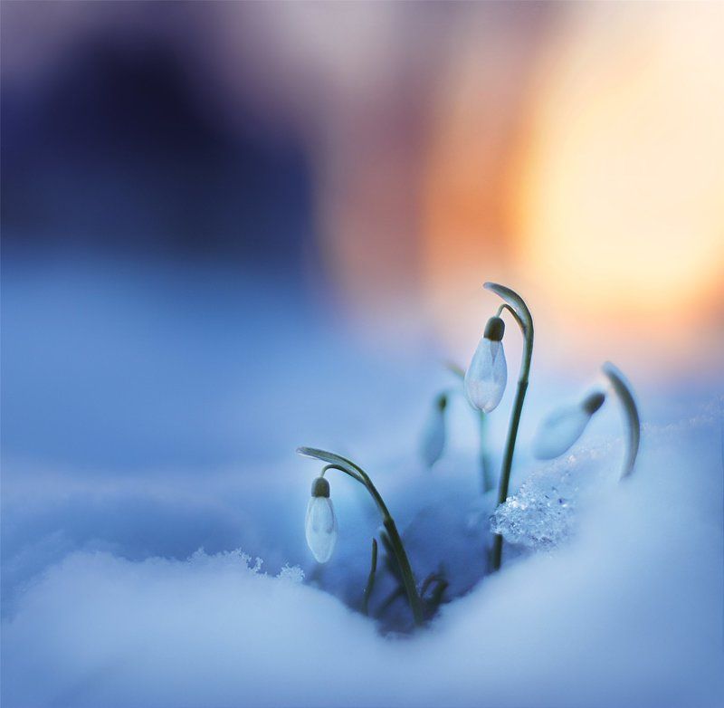 макро, весна, цветы Spring tender... фото превью