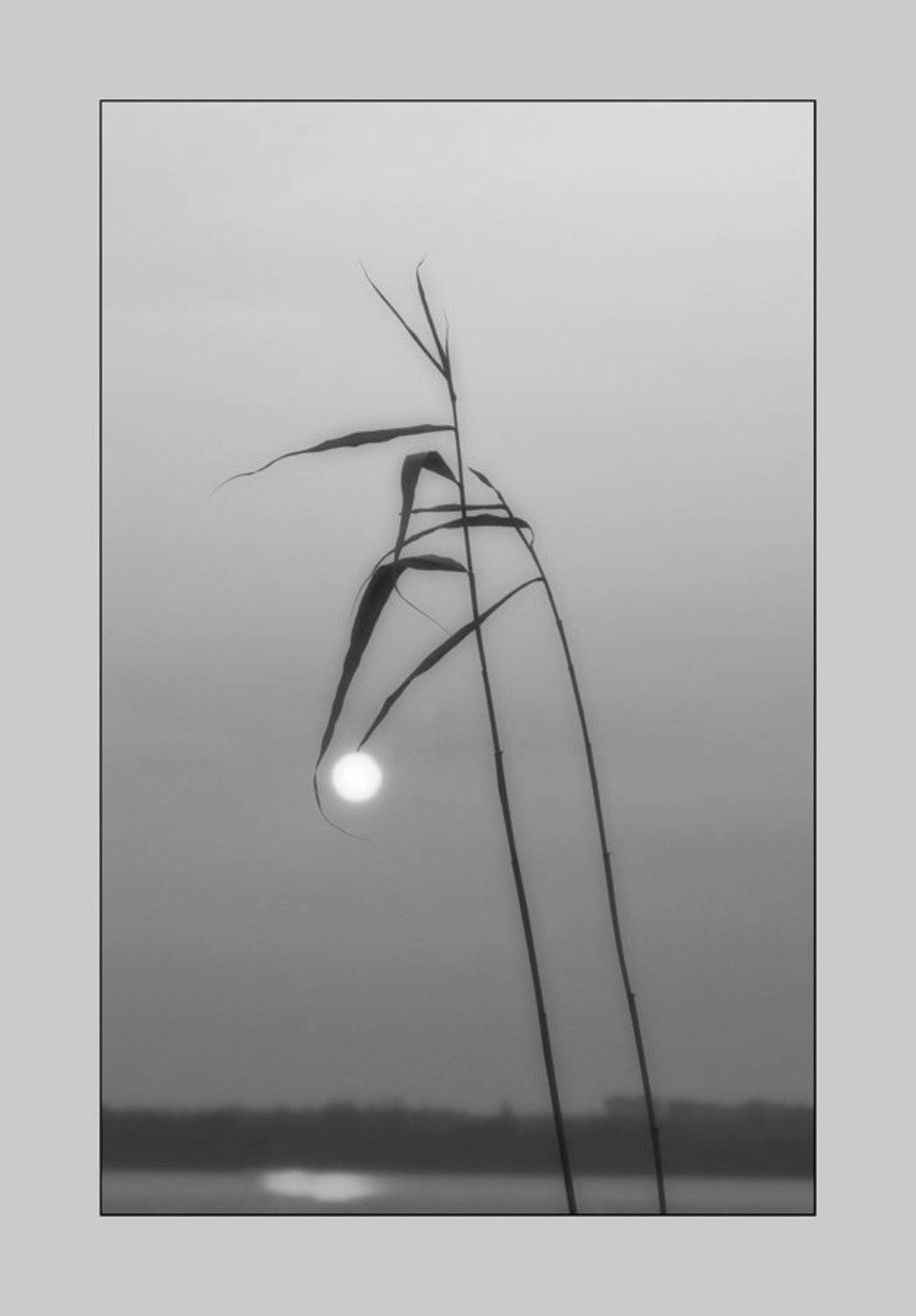 река, рассвет, солнце, камыш, утро, Александр Андреев