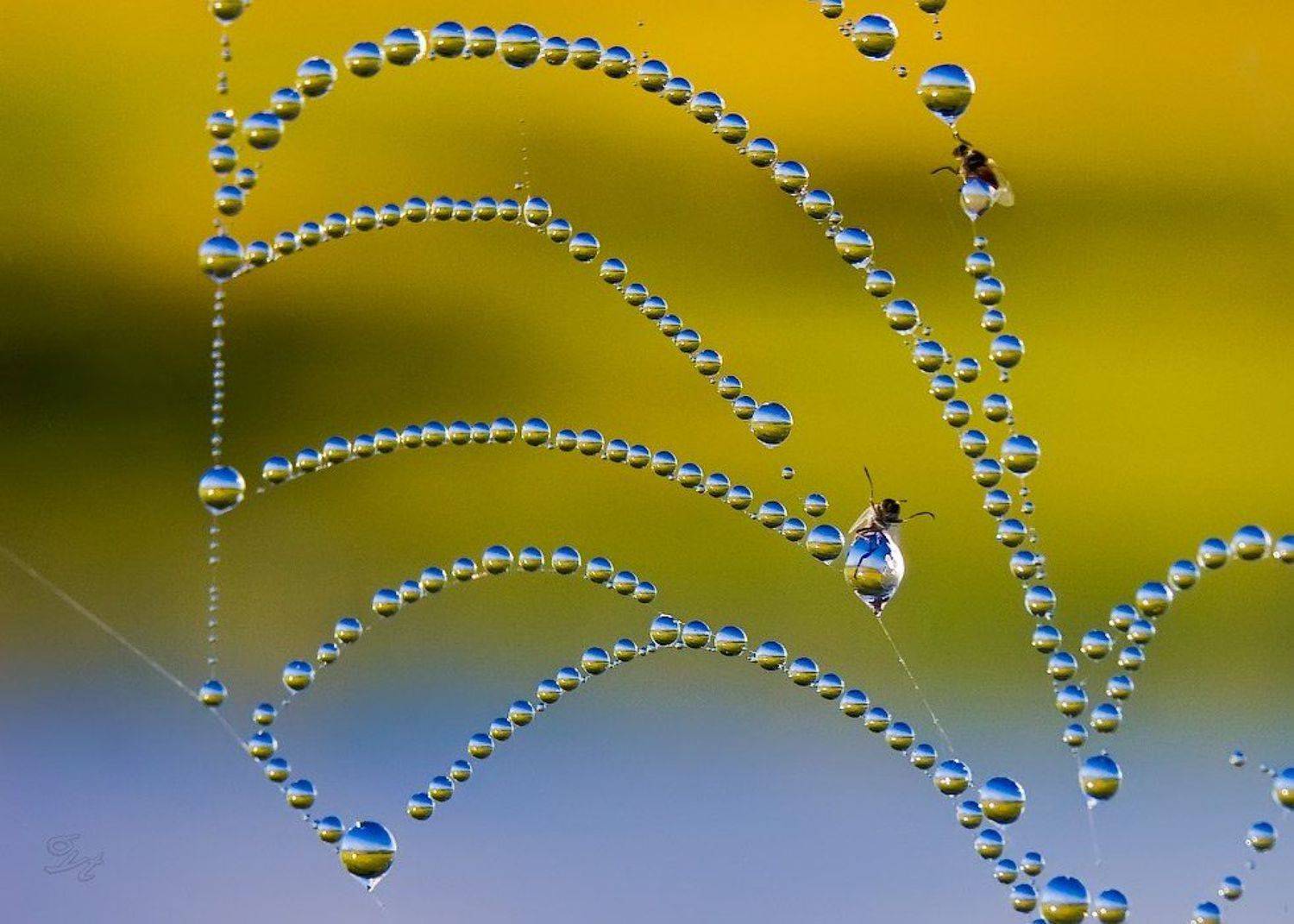 паутина, роса, мошка, пейзаж, Виктор Бут