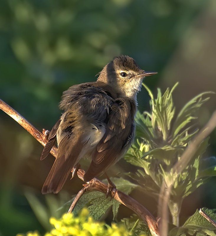 птица,природа,камышевка Утренний ветерок... фото превью
