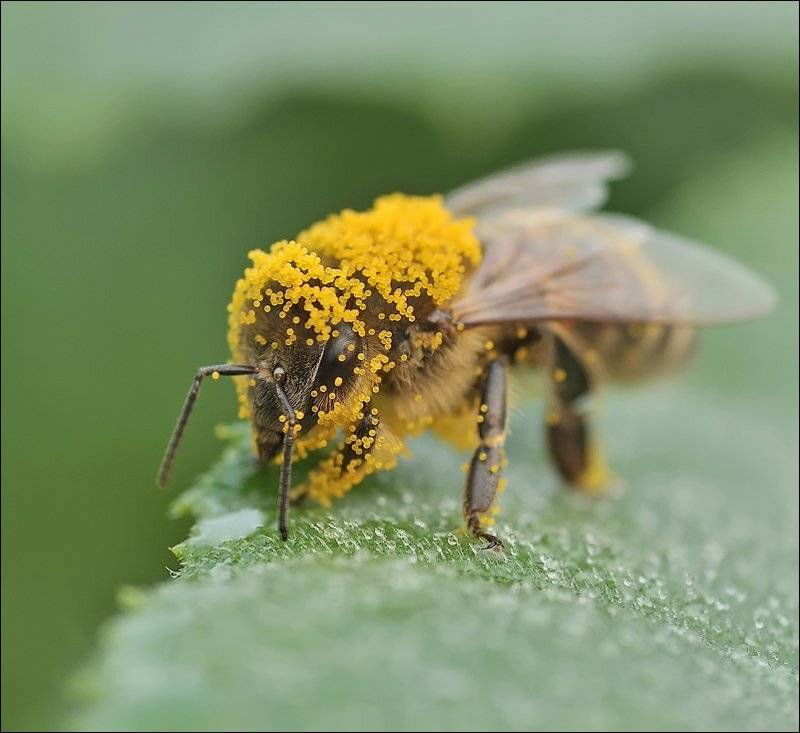 , Андрей Осокин