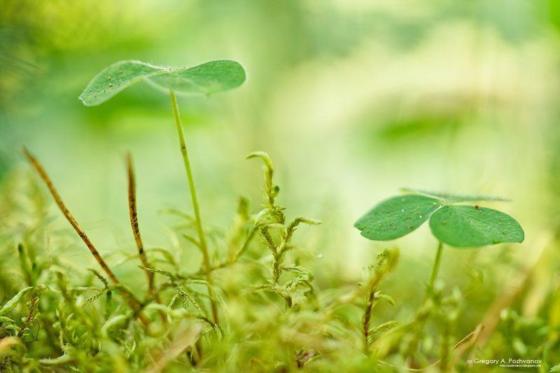 мох, растение, лес, макропейзаж, кислица, oxalis Лес под пологом леса фото превью