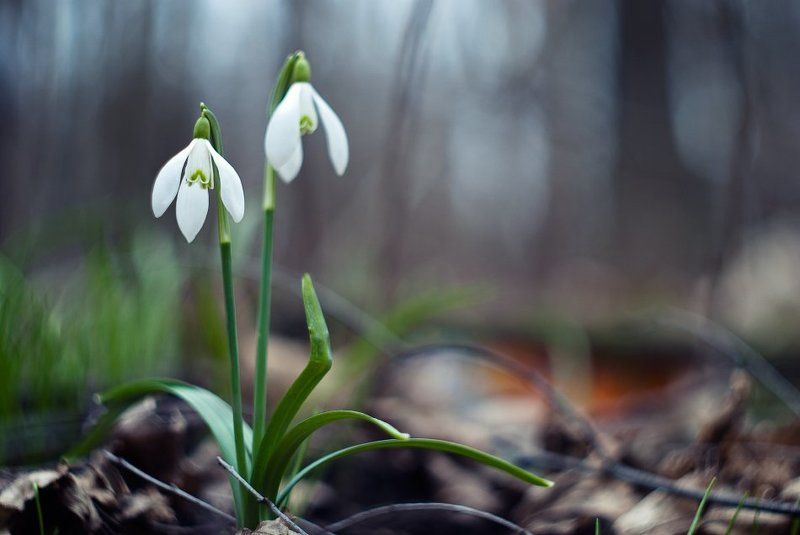 весна фото превью