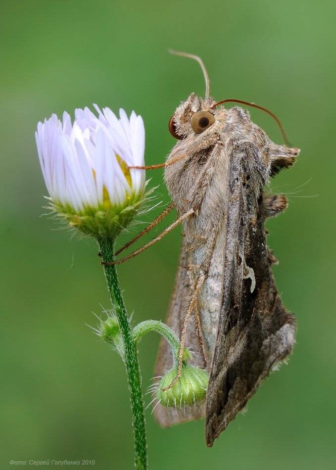 , Сергей Голубенко