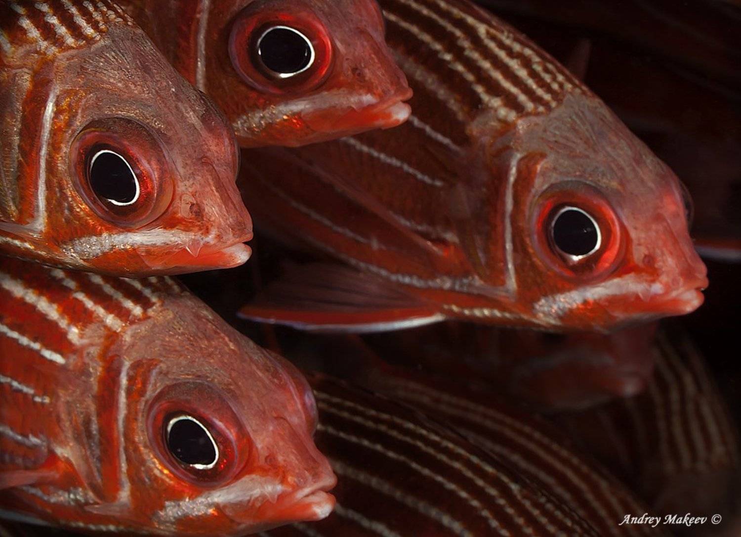 красное, море, Андрей Макеев