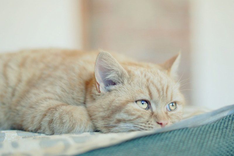 кот, кошка, котенок, кошки, рыбка, золотые рыбки, кролик друг человека фото превью