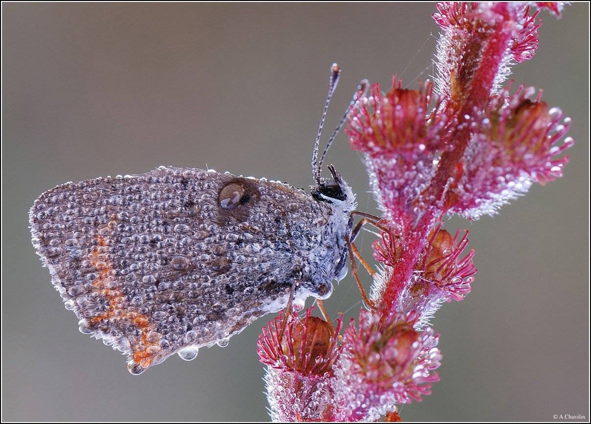 утро,роса,бабочка,червонец,сентябрь, Александр Чувилин