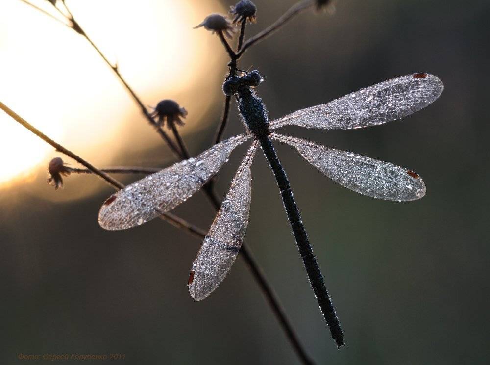 , Сергей Голубенко