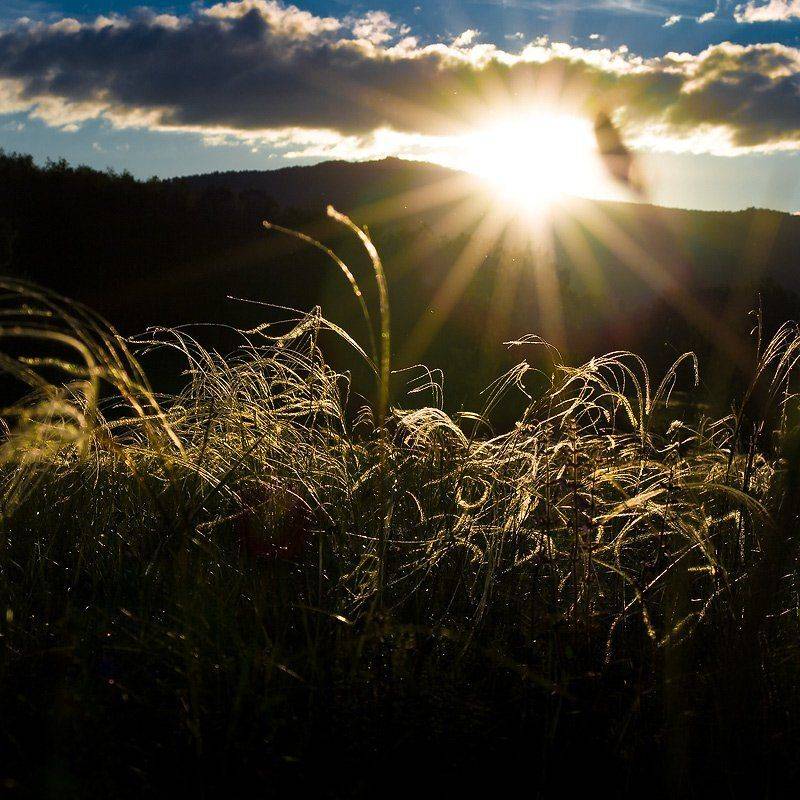 ковыль,степь,закат,вечер, Качурин Алексей
