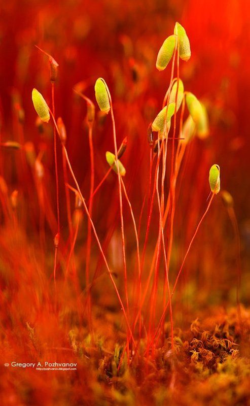 мох, растение, лес, макропейзаж Пожар в моховом лесу фото превью