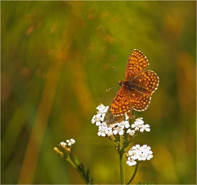 , Дмитрий Алексеев