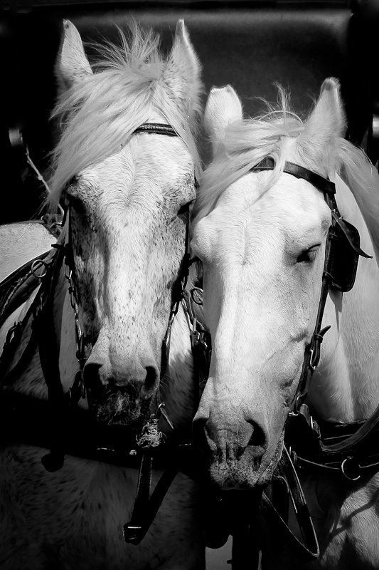 лошадь,лошади ...amour... фото превью