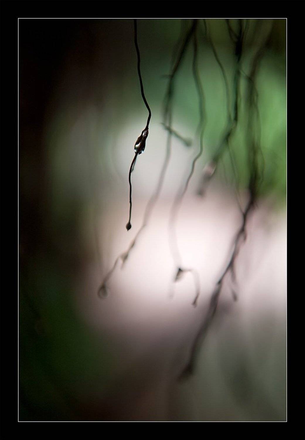 камбоджа, лес, корни, капля, cambodia, Нарчук Андрей