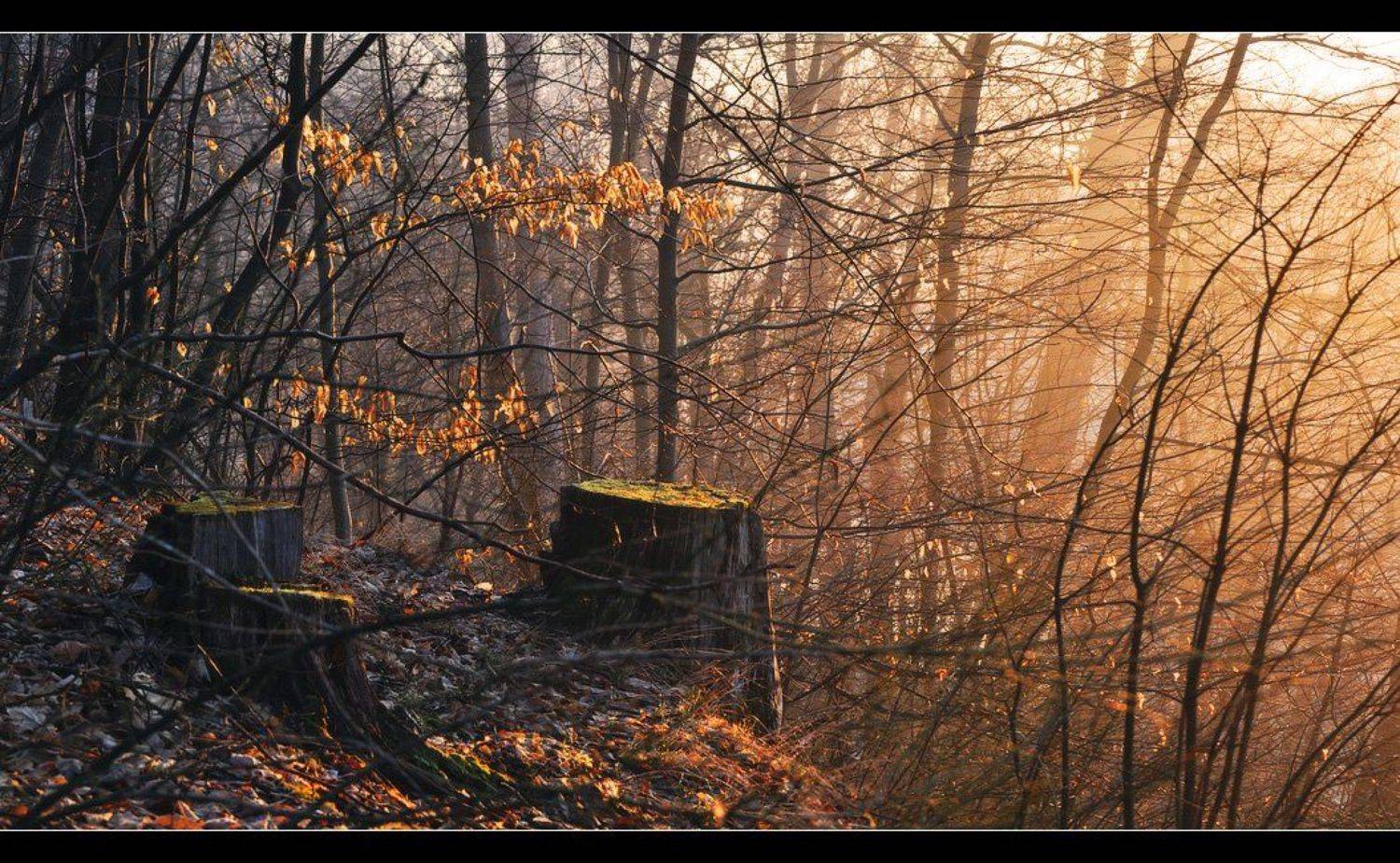 , Денис Кривой