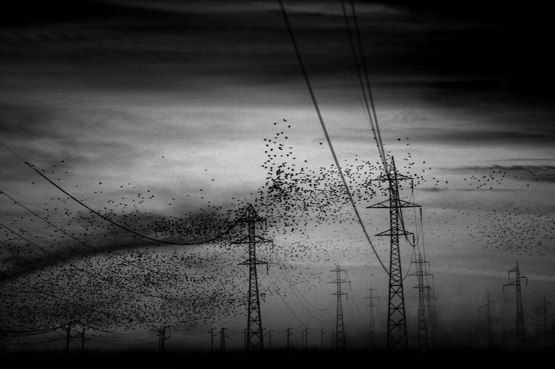 Hitchcock\'s Birds фото превью