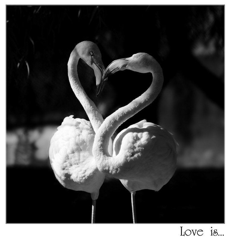 Love is... фото превью