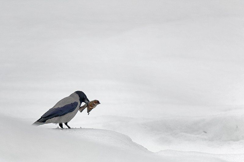 Ничего личного фото превью