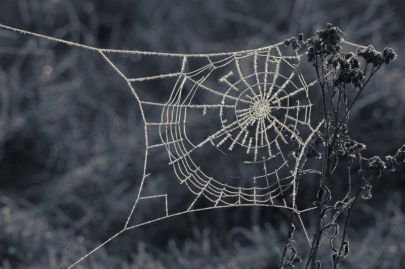 иней, паутина В паучьей морозилке пока пусто фото превью