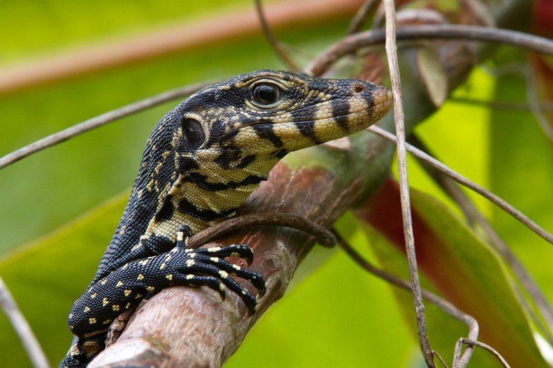 варан, цейлон, шри, лашка Варан фото превью