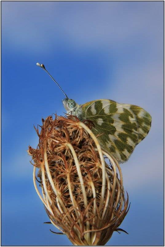 белянка, рапсовая, Леонид
