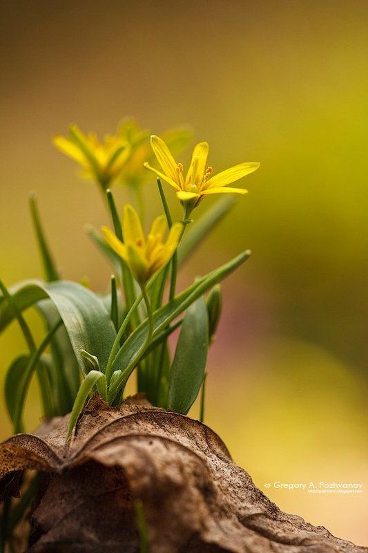 лук, allium, заповедник, белогорье, весна, дубрава Дружная семейка фото превью