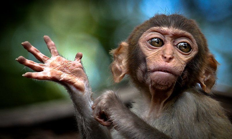 мартышки, обезьяны, китай, хайнань, остров, обезьян Остров обезьян фото превью