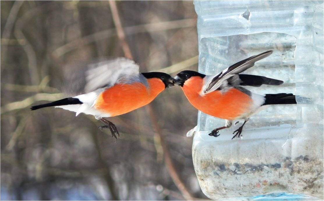 снегири, КарОл