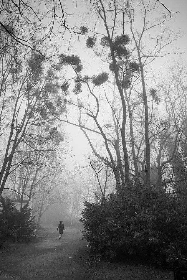 fog, varna, park, trees, Simeon Kolev