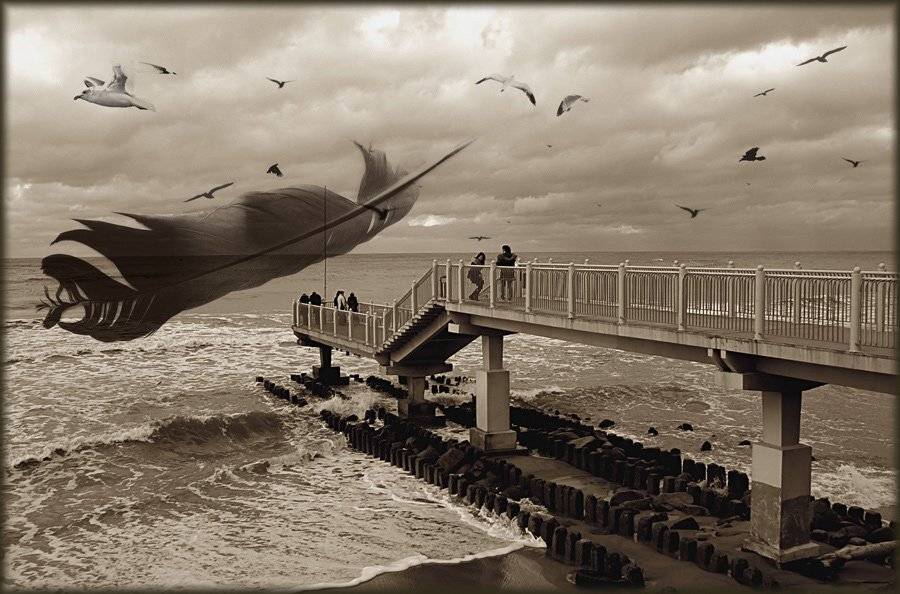 светлогорск, набережная, чайка, перо, балтийское, море, Maria V. Gorskaya