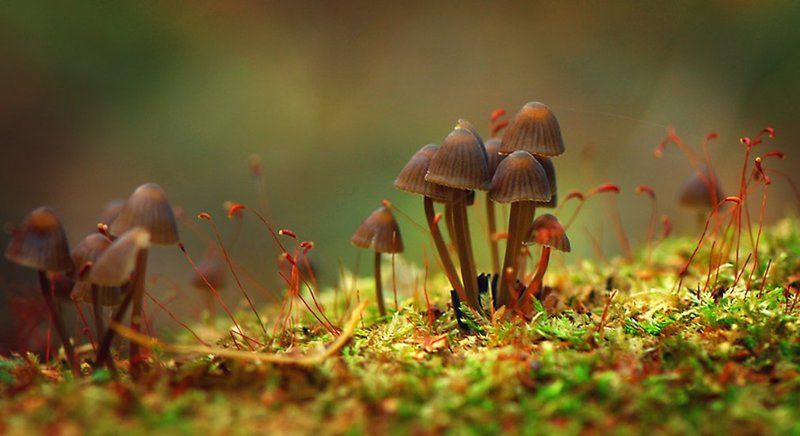 макро,грибы *** фото превью